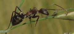 Camponotus vestitus