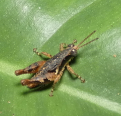 Eujivarus meridionalis