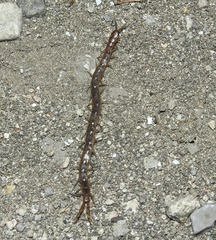 Arthrorhabdus pygmaeus