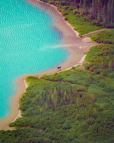 Shiras Moose photographed in Montana