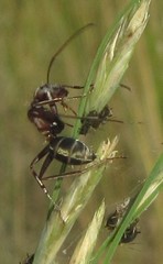 Camponotus vestitus