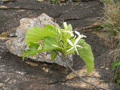Holarrhena pubescens