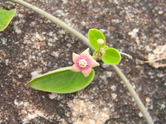 Vincetoxicum indicum