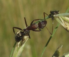 Camponotus vestitus