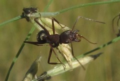 Camponotus vestitus