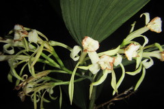 Corymborkis veratrifolia