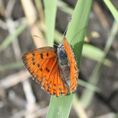 Lycaena alciphron melibaeus