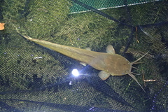 Clarias fuscus