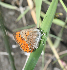 Lycaena alciphron melibaeus