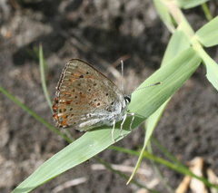 Lycaena alciphron melibaeus