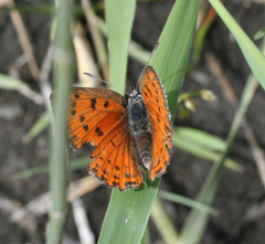 Lycaena alciphron melibaeus