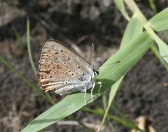 Lycaena alciphron melibaeus