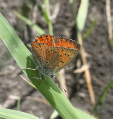 Lycaena alciphron melibaeus