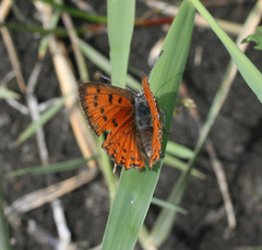 Lycaena alciphron melibaeus