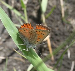 Lycaena alciphron melibaeus