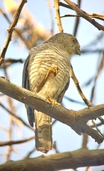 Accipiter madagascariensis