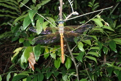 Anax aurantiacus