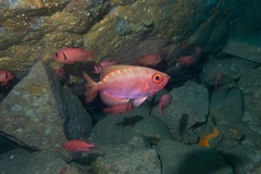 Heteropriacanthus carolinus