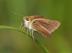 Euphyes dukesi calhouni