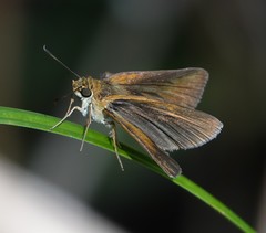 Euphyes dukesi calhouni