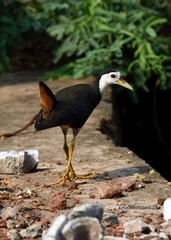 Amaurornis phoenicurus