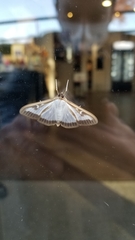 Cydalima perspectalis