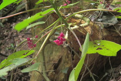 Dendrocnide moroides