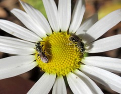 Lasioglossum leucopus