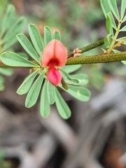 Indigofera stricta