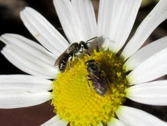 Lasioglossum leucopus