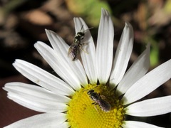 Lasioglossum leucopus