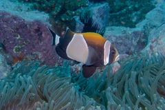 Amphiprion latezonatus