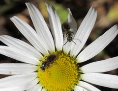 Lasioglossum leucopus