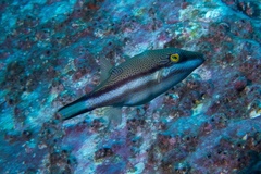 Canthigaster callisterna