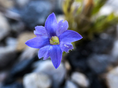 Gentiana prostrata
