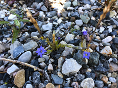 Gentiana prostrata