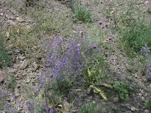 Oriental germander (Teucrium orientale)