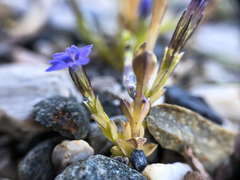 Gentiana prostrata