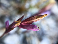 Gentianella propinqua