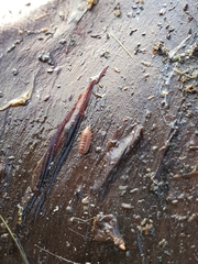 Trichoniscus pusillus