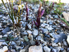 Gentianella propinqua