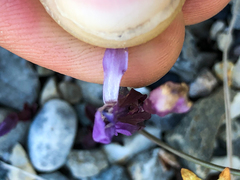 Gentianella propinqua