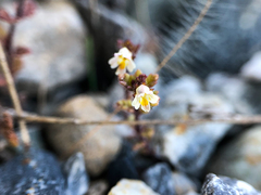 Euphrasia subarctica