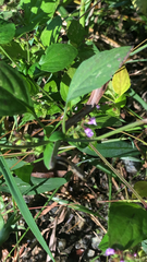 Dicliptera brachiata