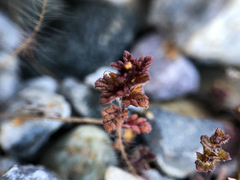 Euphrasia subarctica