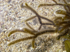 Cladostephus hirsutus