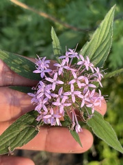 Crusea hispida