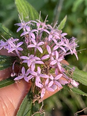 Crusea hispida