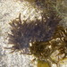 Cladostephus spongiosus - Photo (c) Svenja Heesch, μερικά δικαιώματα διατηρούνται (CC BY-NC), uploaded by Svenja Heesch