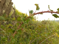 Ribes aciculare